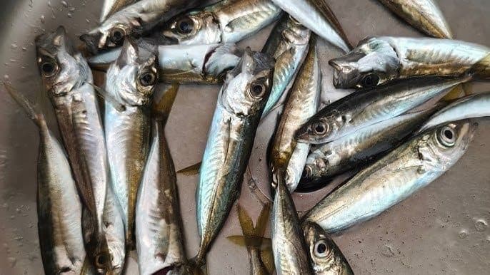 jig head, jighead, jig head modelleri, jig head fiyatları, LRF jig head, Ajing jig head, silikon yem, LRF malzemeleri, Ajing malzemeleri, jig head iğnesi, ultra light jig head, istavrit jig head, levrek jig head, jig head çeşitleri, jig head gramajları, balıkçılık ekipmanları, LRF ekipmanları, Ajing ekipmanları, jighead.com.tr, istavrit avı, LRF avı, Ajing avı, silikon yem iğnesi, deniz balıkçılığı